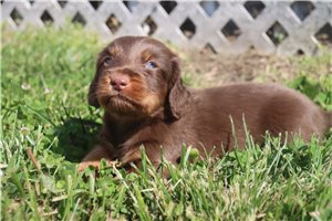 Roland - puppy for sale