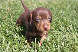 Robin - puppy for sale