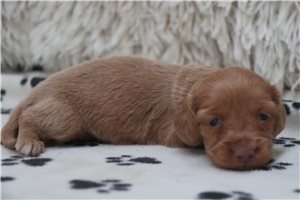 Cookie - Dachshund, Mini for sale