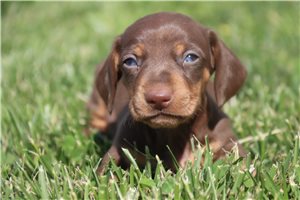 River - Dachshund, Mini for sale