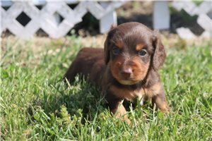 Ricky - puppy for sale