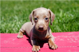 Kutcher - puppy for sale