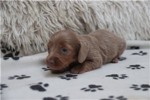 Carla - Dachshund, Mini for sale