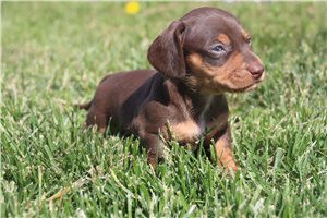 Rylee - puppy for sale