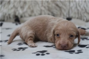 Colleen - Dachshund, Mini for sale