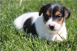 Maura - Jack Russell Terrier for sale