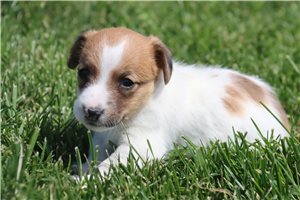 Monica - Jack Russell Terrier for sale