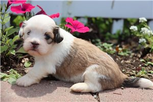 Theo - Lhasa Apso for sale
