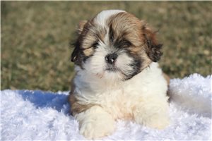 Mira - Lhasa Apso for sale