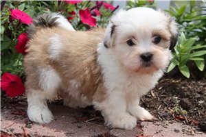 Theo - Lhasa Apso for sale