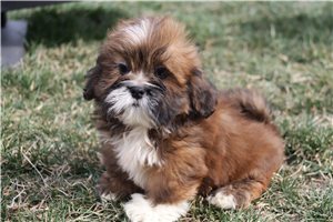Michi - puppy for sale
