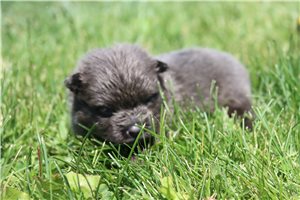 Tyra - Pomeranian for sale