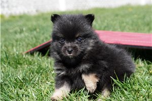 Cason - puppy for sale