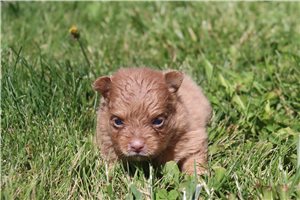 Tucker - puppy for sale