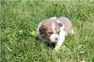 Tate - puppy for sale