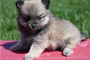 Candy - Pomeranian for sale
