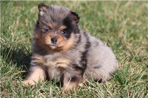 Keith - Pomeranian for sale