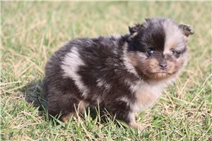 Kosmo - Pomeranian for sale