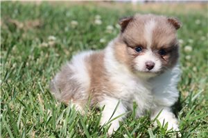 Tate - Pomeranian for sale