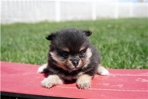 Caitlin - Pomeranian for sale