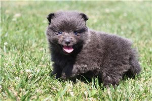 Tyra - Pomeranian for sale