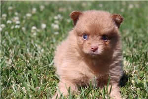 Tucker - Pomeranian for sale