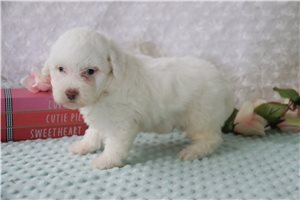 Oscar - Poodle, Miniature for sale