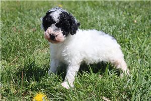 Kenneth - Miniature Poodle for sale
