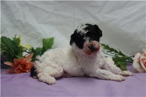 Kenneth - Poodle, Miniature for sale