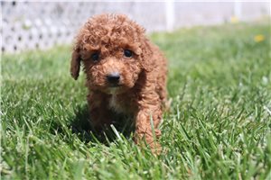 Kiara - Poodle, Miniature for sale