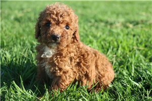 Kevin - Miniature Poodle for sale