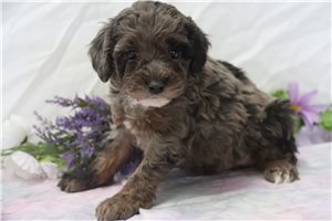 Ignacio - Poodle, Miniature for sale