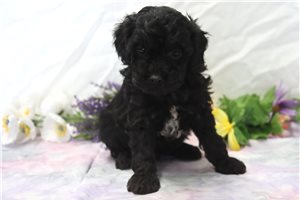 Irving - Poodle, Miniature for sale