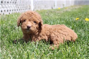 Kevin - Miniature Poodle for sale