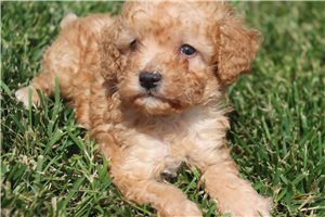 Sloane - Poodle, Miniature for sale
