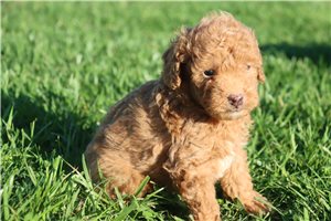 Kiara - Miniature Poodle for sale