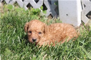 Sloane - Poodle, Miniature for sale