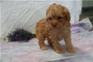 Izalea - Poodle, Miniature for sale