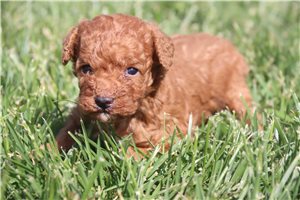 Sadie - puppy for sale