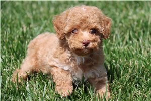 Dolly - Poodle, Miniature for sale