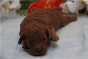 Iris - Miniature Poodle for sale