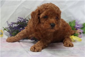 Iris - Poodle, Miniature for sale