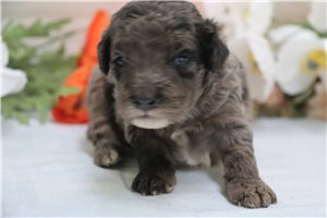 Ignacio - puppy for sale