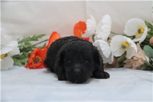 Irving - Miniature Poodle for sale