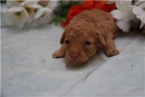Izalea - puppy for sale