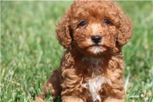 Sadie - Poodle, Miniature for sale