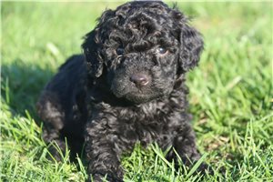 Knox - puppy for sale