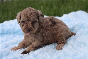 Donatella - Miniature Poodle for sale