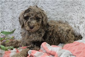 Delilah - Poodle, Standard for sale