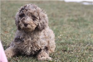 Daisy - puppy for sale